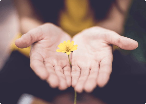 yellow flower in handse