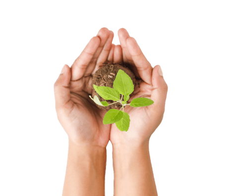 clients planting tree with hands