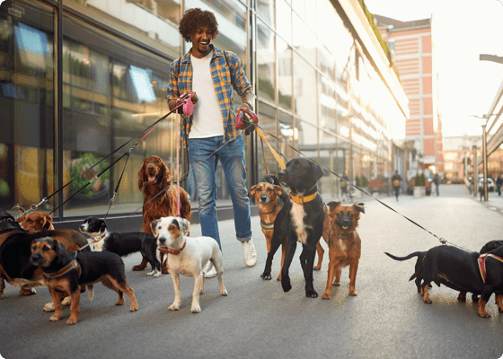 A dog walker holding many dogs