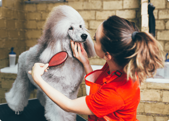 Toelettatore che spazzola un cane