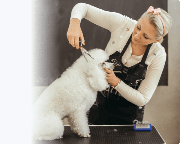 Pet groomer giving a poodle a trim
